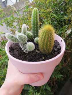 prettyf0x:  I got new cacti today! 