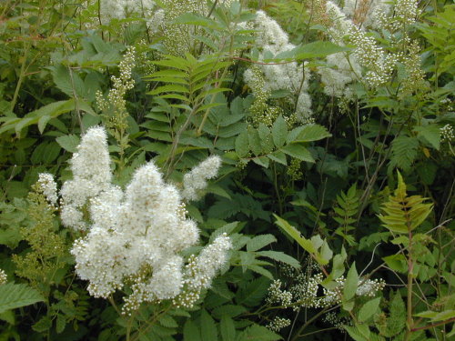 morigrrl:  Sorbaria sorbifolia, Itea virginica and Abelia chinensis 