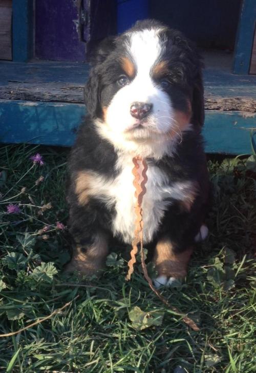 christophoronomicon: handsomedogs: Odin-8 weeks olds So cute! I really love Bernese Mountain Dogs&he