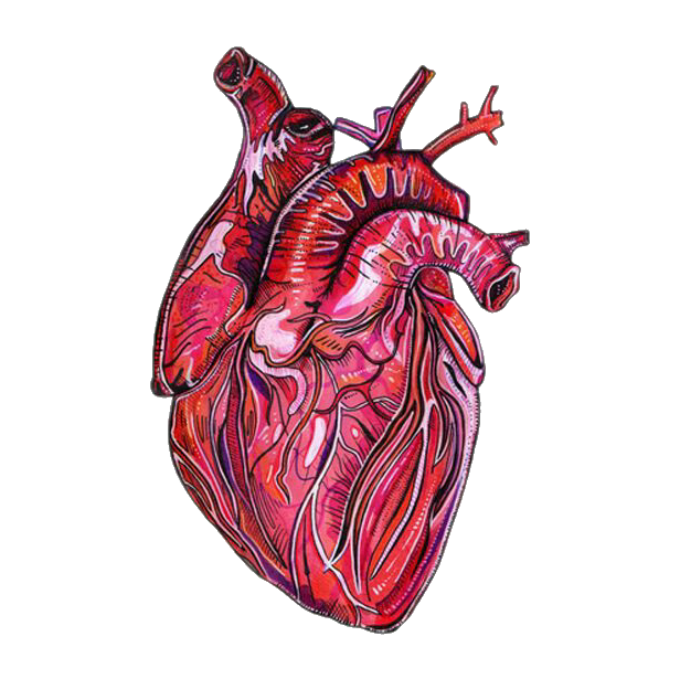Porn Pics transparensies:anatomical hearts i