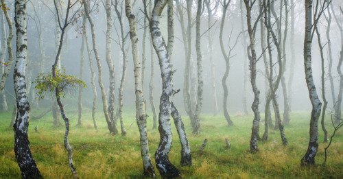 quiet-nymph - Forest Photography byJames Mills