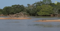 sixpenceee:Jaguar attacks crocodile (video) Impressive stalking skills. The jaguar went down in the water without so much as a splash and proceeded to take down the crocodile with one bite.