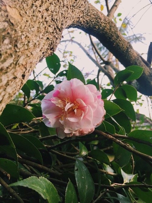 matisseclub: found this pretty camellia in my grandma’s garden ig: yayviv