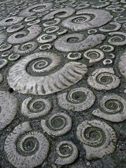 mybeingthere:Fossil ammonite pavement in the town of Lyme Regis, Dorset, Great Britain.