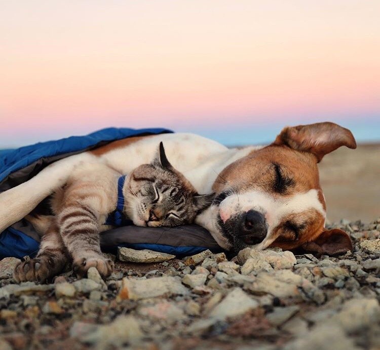 friendly-animals:  (Source)