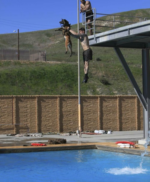 special-operations:  A U.S MARSOC Marine and K9 doing swim exercises at Camp Pendleton    I’ve been to that pool!