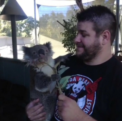 conikumanly:  Kevin Owens + Animals