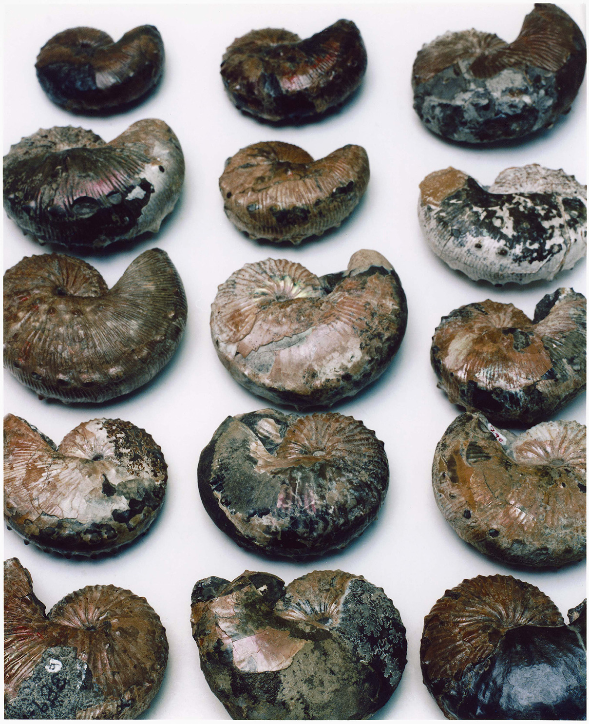 amnhnyc:  It’s Fossil Friday, and we’re celebrating amazing ammonites! The extinct
