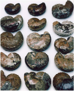 amnhnyc:  It’s Fossil Friday, and we’re celebrating amazing ammonites! The extinct mollusks known as ammonites inhabited the planet for more than 300 million years—almost twice as long as dinosaurs—before disappearing in the mass extinction event