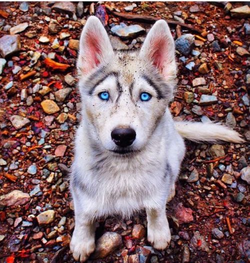 trasemc:  Fall + Huskies!! i love it!!! 