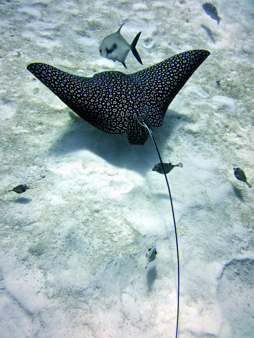 elnoide - vurtual - SPOTTED EAGLE RAY (by Jer Davis)¿No os hace...