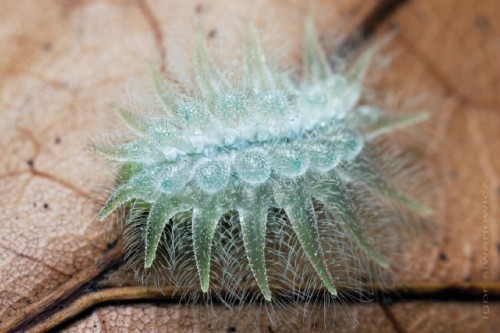 mirkokosmos:Spun Glass Caterpillar [Spun Glass Slug Moth]Their name comes from the appearance of the