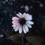 abayssofdespair