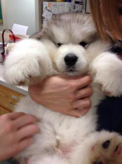 dom-wolfy:  cheeetahcub:  Ish a puff of fluff