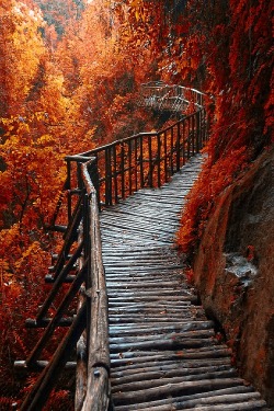 ponderation:  Autumn Red by cristianospini