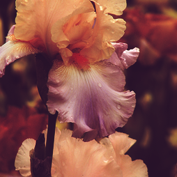 calanthesfeuillemort:  Flowers I Love: the Bearded Iris 