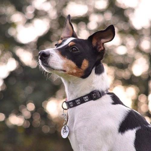 pupdoggydog:Today’s Pup Doggy Dog!Tag a friend who loves dogs!Courtesy of @lifewithtobyTag us in you