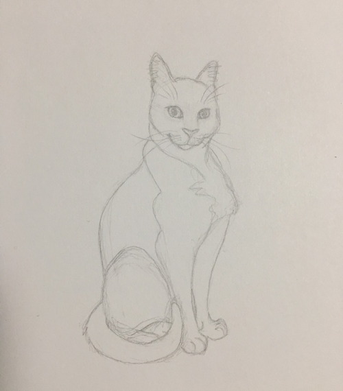 Quick kitty sketch during my break at work the other day, inspired by the newest adorable member of 