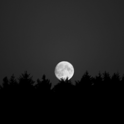 vclkyrie:  i never take pictures anymore but when i do its usually of trees or the moon 