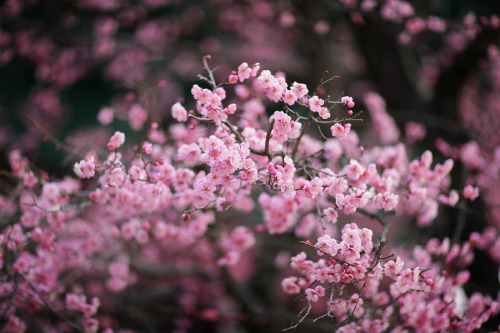 drxgonfly:Pink Plum Blossom (by RYNTEN)
