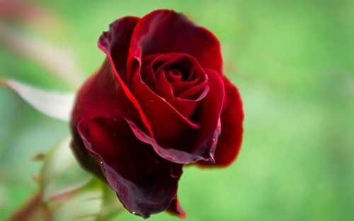 Valentine Crime: Roses Are Rarely Red…
Ancient symbols of love and beauty, roses are undoubtedly a quintessential part of Valentine’s Day lore. Throughout the world, red roses, in particular, have hands-down proven to be the most popular with the...