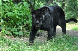 llbwwb:  Black Jaguar (004) - Joschi by *Sikaris