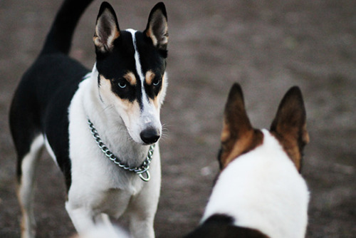one more for good measure, because i am utterly inspired by these dogs.Noyal Team, smooth collie x S