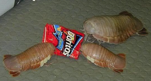 LV-426