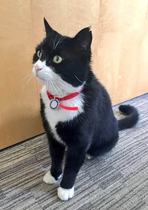 Palmerston, Chief Mouser to the Foreign and Commonwealth Office