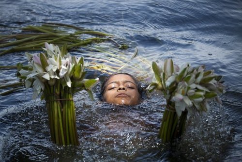 killing-the-prophet:Water lily harvesting in Bangladesh. August 5, 2016.Zakir Hossain Chowdhury