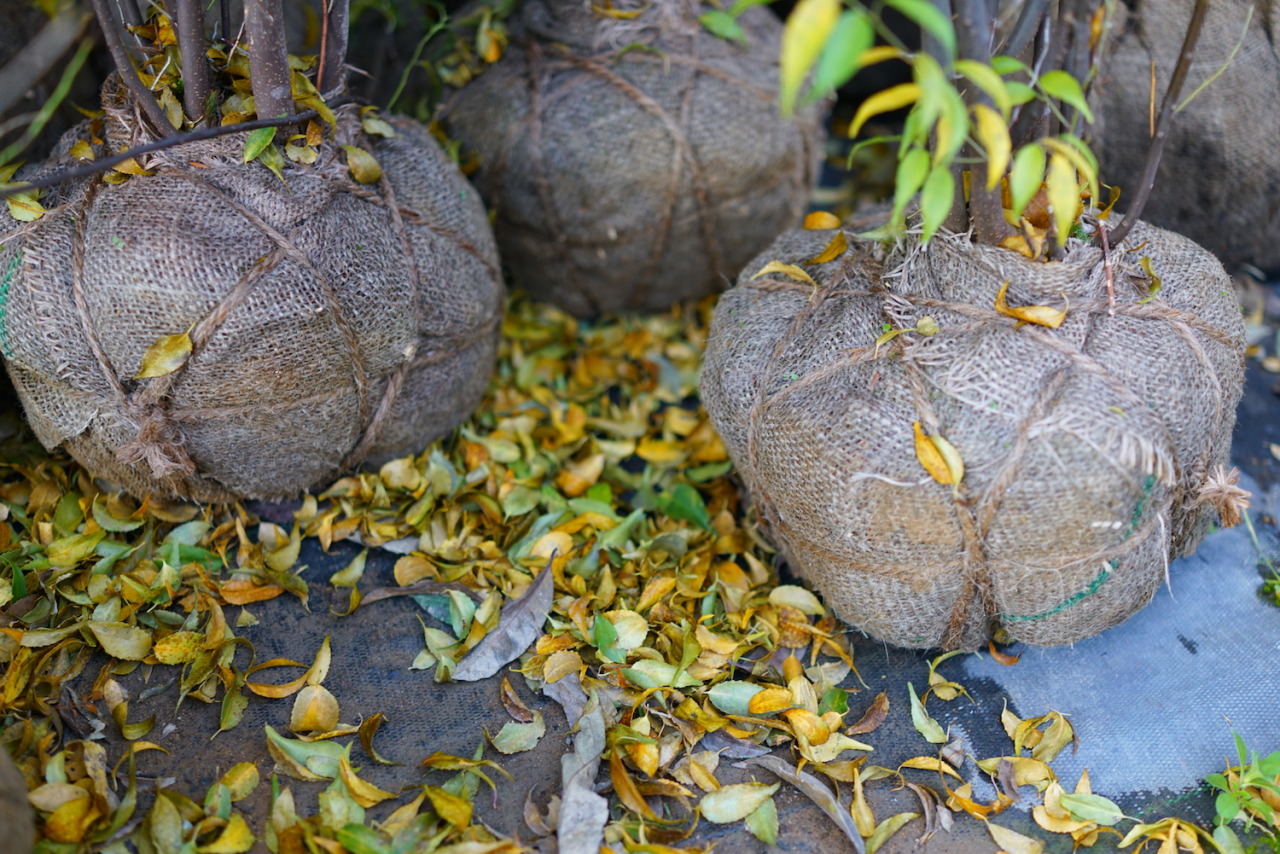 花ひろばオンラインの植物管理のウンチク 常緑樹のハイノキでも落葉します