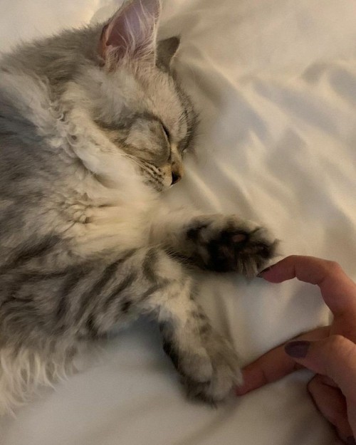 hyprfem - ʚ。 erin 。ɞ