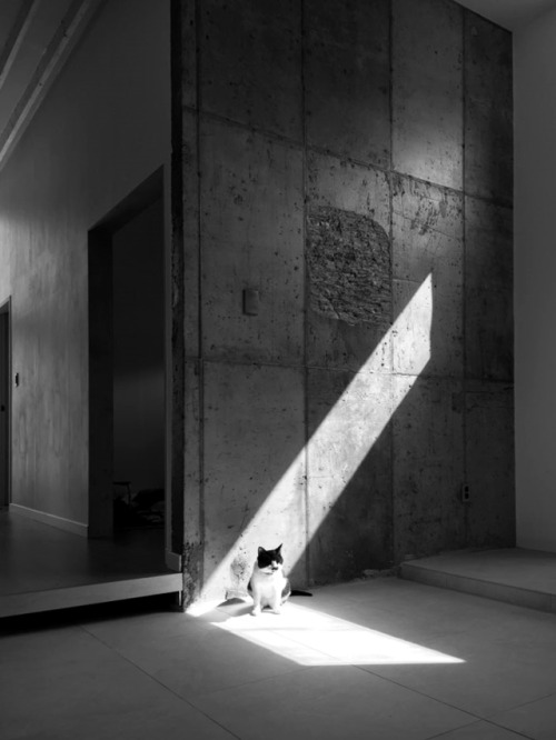 archatlas:  Cats + ArchitectureCats just don’t care. They don’t care if you bought them gourmet food. They don’t care if you got them customized furniture or luxury cardboard boxes, and they definitely don’t care if they are barging into an architectural