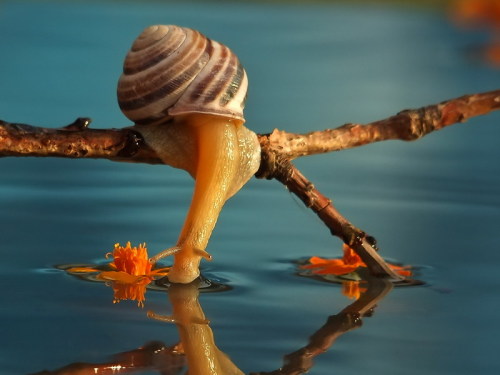 amischiefofmice:  a-fart-has-no-nose:  Can we please just all take a moment and think about how snails are the cUTEST FUCKING THING I HAVE EVER SEEN. HOLY SHIT.  march of the noot noots 