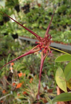 orchid-a-day:  Bulbophyllum wendlandianumSyn.: Cirrhopetalum wendlandianum; Cirrhopetalum collettianum; Cirrhopetalum collettii; Phyllorkis collettii; Cirrhopetalum proliferumJuly 13, 2017