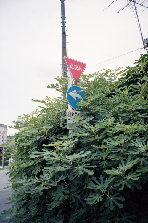 Shin-Koiwa,Katsushika-ku(新小岩,葛飾区) by Ou KinhakuVia Flickr:CONTAX T3，Kodak PORTRA 160VC