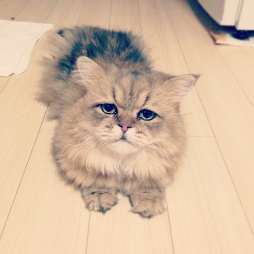 iwearadeathfrisbeenow:gracehelbig:buzzfeed:This is Foo-Chan, the Japanese equivalent of Grumpy Cat. 