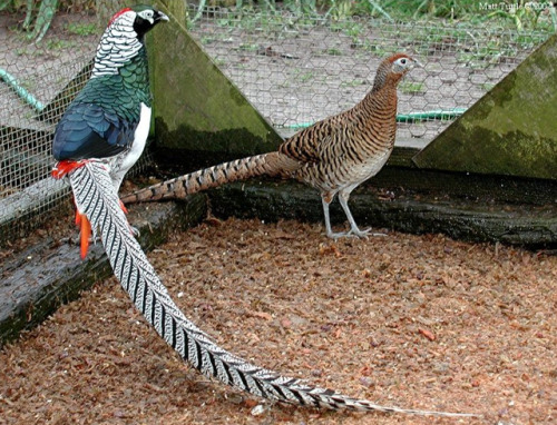 end0skeletal:The Lady Amherst’s pheasant is a species native to China and Myanmar, although there wa