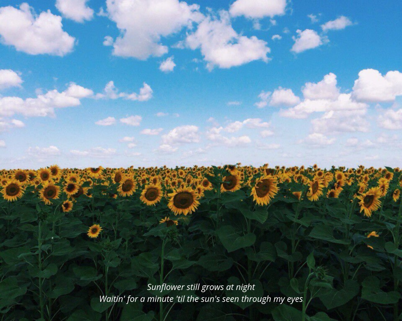 Rochester I — Rex Orange County - Sunflower