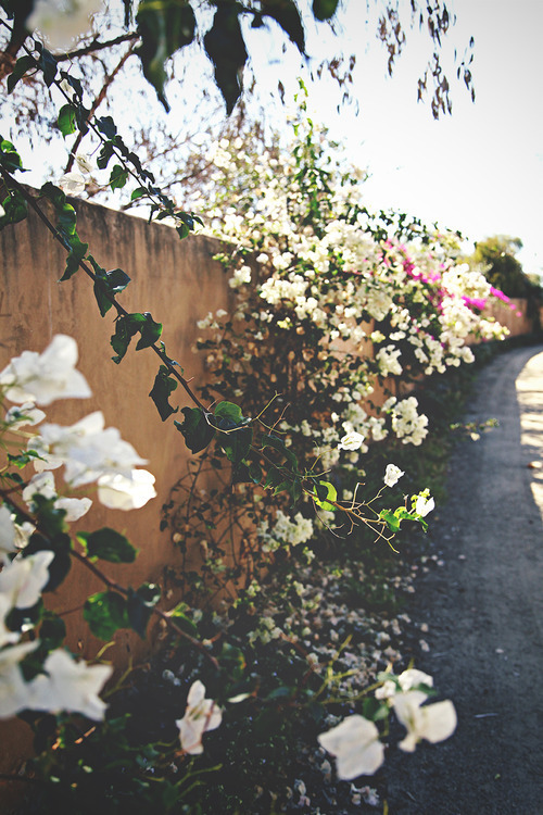 abseunt:  vintage &amp; nature 