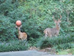 jessehimself:  ball is life   LOL