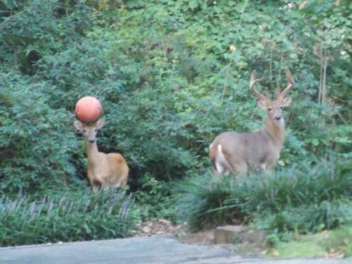 jessehimself:  ball is life             