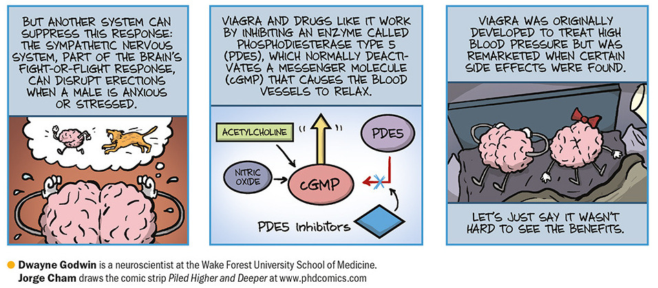 neuromorphogenesis:    How Viagra Works The famous blue pill acts on an enzyme that