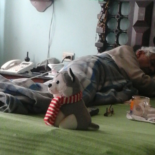 Robert is an watching TV while grandpa sleeps! #Robert #LoboSiberiano #Gray #Grandpa #News #Tenis #rollandgarros #Lunch