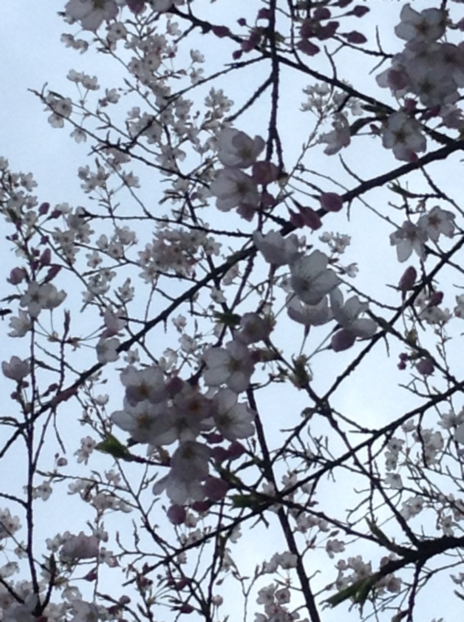 cometpng:  04/11/14  Flowers are blooming and so am I 