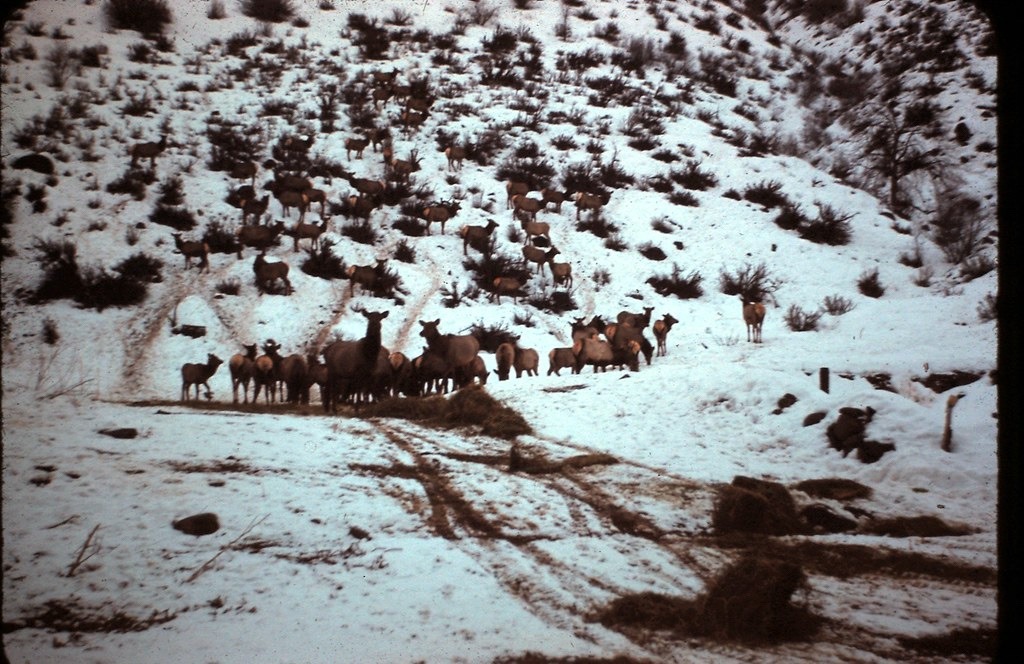 warmfuzzyphoto:Elk, Nachees Washington