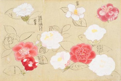 iamjapanese: KANŌ Sigekata（狩野 重賢 Japanese）Cherry Blossoms and Camellias 櫻と椿 from Sōmoku Shasei 