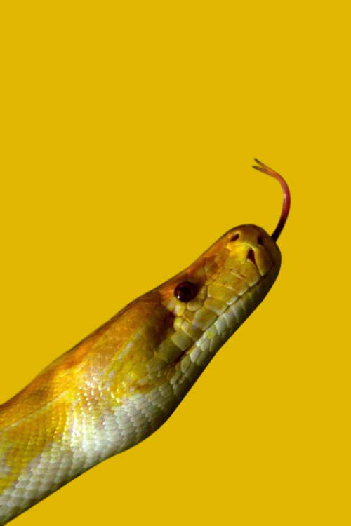 wvter:  seemphony:  Snake by Seemphony  ✖ 