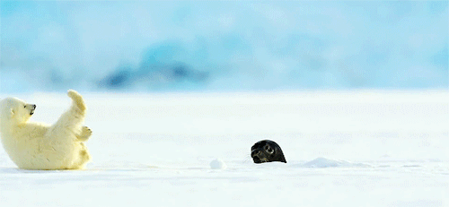 callumben:polar bear cub spooked by a seal! 