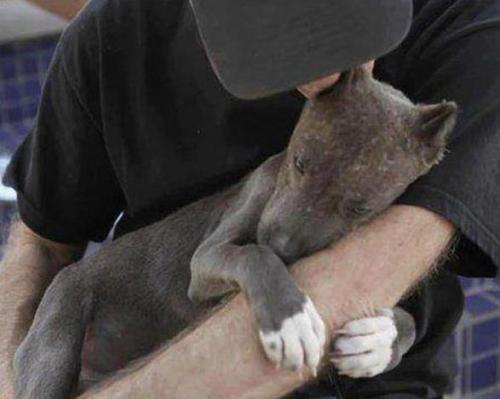 Saving a dog won’t change the world. But for that dog, the world changes forever.